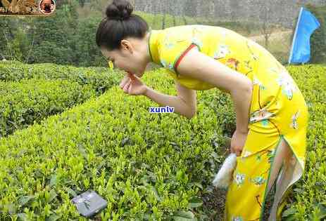 讲讲关于茶叶的知识，探索茶叶的世界：知识科普与品尝指南