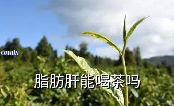 脂肪肝茶叶可以喝吗-脂肪肝茶叶可以喝吗女性