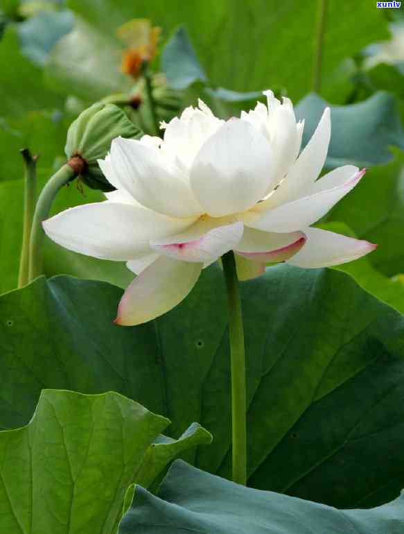 飘花翡翠有哪些品种，探索飘花翡翠的丰富品种世界