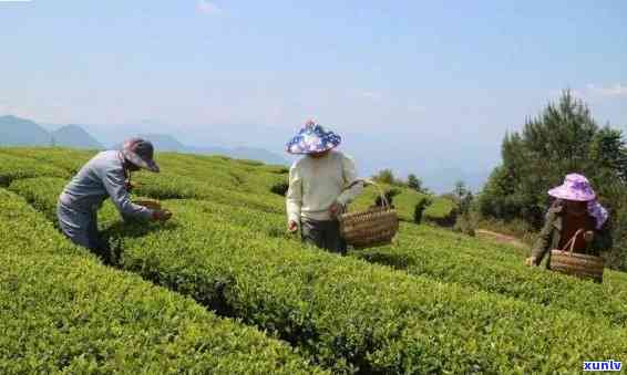 南哪里有好茶叶卖呀，南：寻找优质茶叶的购买地点