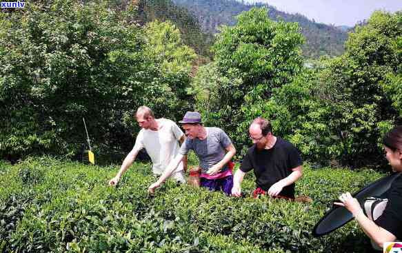 把茶叶卖到国外流程怎么做，进军国际市场：如何将茶叶成功销售到国外？