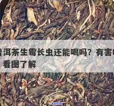 梦见茶叶长虫，茶叶生长异常：我梦见它们长了虫子！