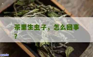 梦见茶叶里生虫子了什么意思，解梦：梦见茶叶里生虫子的含义是什么？