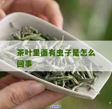 茶叶有像小蚂蚁的虫-茶叶有像小蚂蚁的虫子