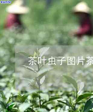 蛀茶叶的虫是什么虫-蛀茶叶的虫是什么虫子