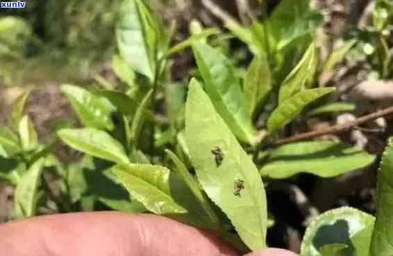 蛀茶叶的虫是什么虫-蛀茶叶的虫是什么虫子