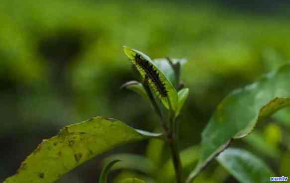 黄金芽茶叶里有小虫-黄金芽茶叶里有小虫怎么办