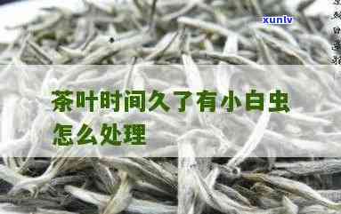 茶叶里的小白虫：种类、图片及处理 *** 全解析