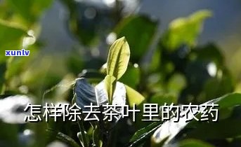 茶叶有农药怎么去除-茶叶有农药怎么去除味道