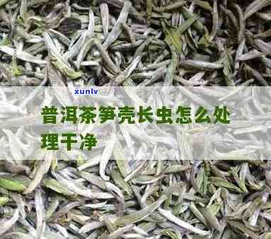 茶叶笋壳虫怎么去除-茶叶笋壳虫怎么去除视频