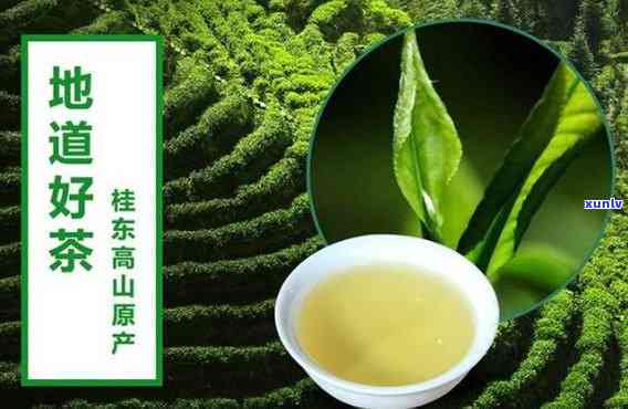 玲珑王茶叶龙头企业-玲珑王茶叶产地