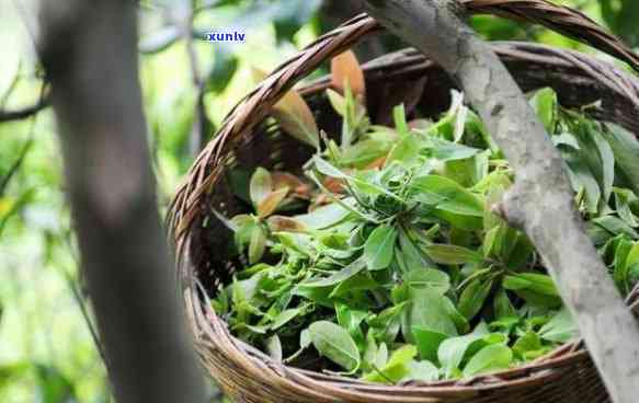 老鹰茶叶有什么用处吗，探究老鹰茶叶的多种用途：你可能不知道的秘密