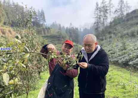 老鹰茶叶有什么用处-老鹰茶叶有什么用处和功效