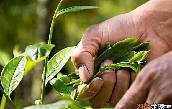 茶叶喝多了有害吗，过量饮用茶叶：是否真的有害？