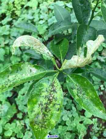 长期喝茶叶茶的坏处-长期喝茶叶茶的坏处有哪些