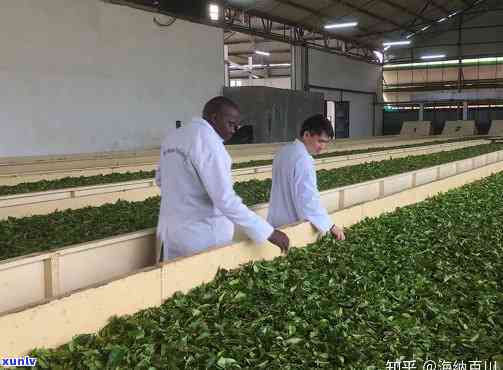 肯尼亚茶叶在哪个省种植？探究肯尼亚茶叶的历、分布与优缺点