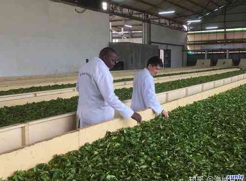 肯尼亚茶叶品质优良,但一直没有大规模，优质肯尼亚茶，为何未能大规模发展？