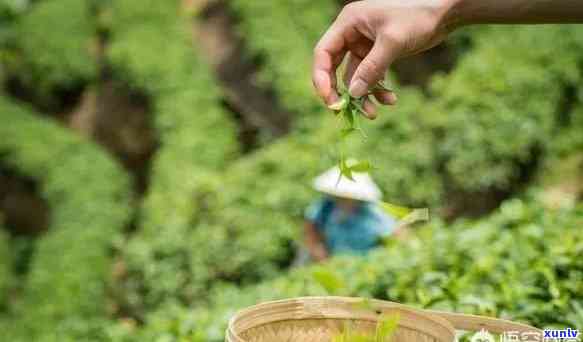 怎么辨别茶叶有没有农药，如何鉴别茶叶是否含有农药？