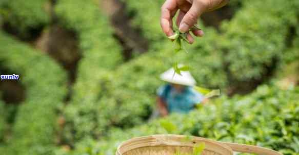 茶叶一般打农药吗，茶叶是否打农药？揭开这一疑惑的背后真相