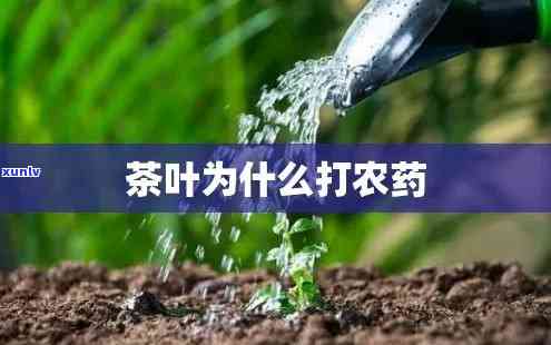 茶叶什么时候打农药，何时给茶叶用农药最恰当？