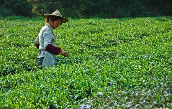 茶叶什么时候打农药-茶叶什么时候打农药比较合适