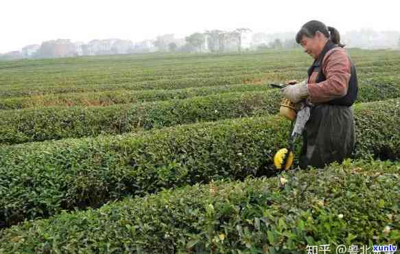 茶叶什么时候打农药-茶叶什么时候打农药比较合适