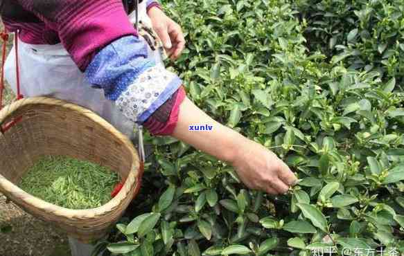 茶叶有农药吗必须洗茶吗，茶叶是否含农药？洗茶真的必要吗？