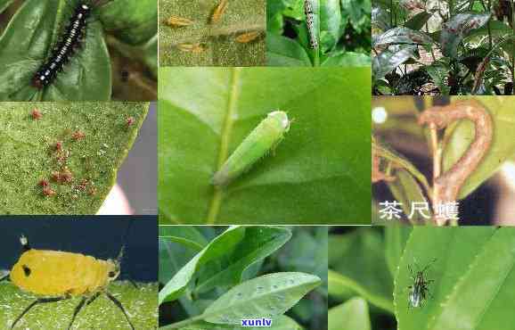 茶叶病虫害专用农药-茶叶病虫害专用农药配方