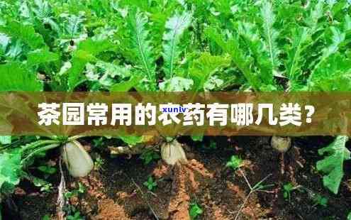 茶叶主要用什么农药杀菌？茶叶专用杀菌剂农药推荐