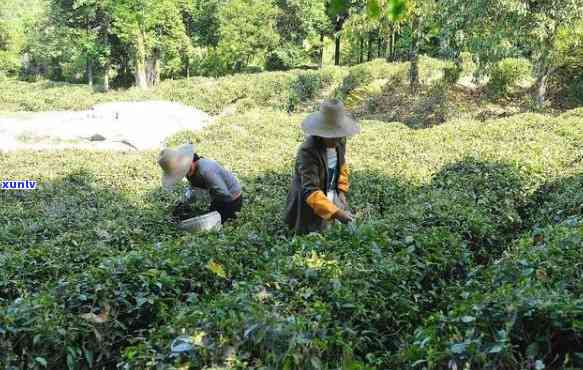 如何分辨茶叶打农药的真假，茶叶中的农药残留：如何辨别真伪？