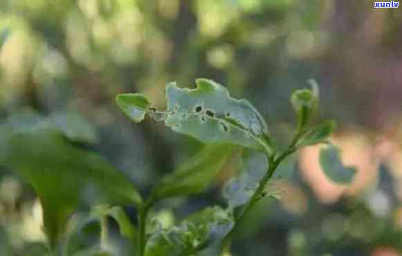 如何分辨茶叶打农药-如何分辨茶叶打农药的真假