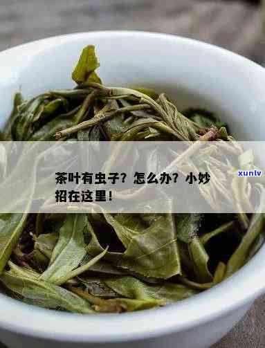 茶叶长虫子怎么办，茶叶遭虫害？教你如何解决！