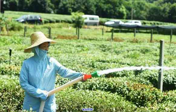 茶叶现在打什么农药？综合考虑效果、安全性和市场接受度，如何选择最适合的农药？