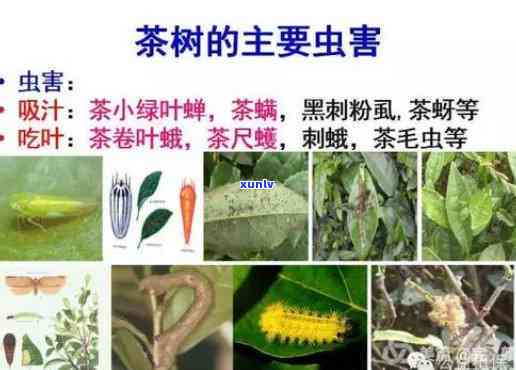 茶叶现在打什么农药好，最新茶叶病虫害防治，推荐使用哪些高效农药？