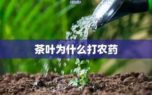 茶叶现在打什么农药好，最新茶叶病虫害防治，推荐使用哪些高效农药？