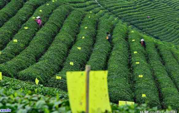 茶叶现在打什么农药好，最新茶叶病虫害防治，推荐使用哪些高效农药？