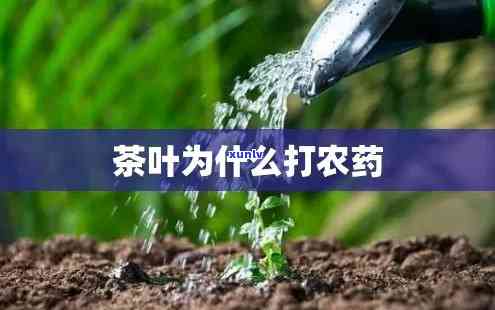 茶叶现在打什么农药好，最新茶叶病虫害防治，推荐采用哪些高效农药？