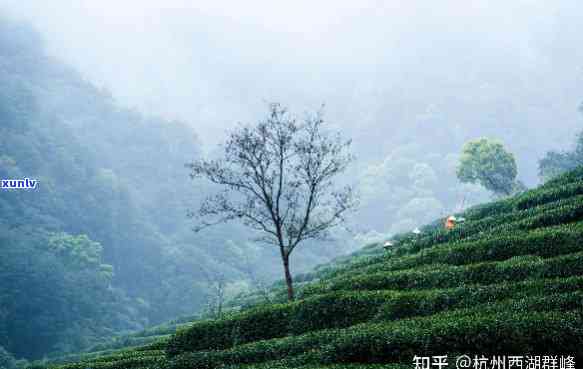 西湖茶叶怎么样，探索州美景：西湖茶叶的品质与历