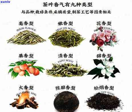 什么样的茶叶比较好喝，品味无限：探索喝的茶叶种类