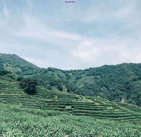 什么样的茶叶比较好喝，品味无限：探索喝的茶叶种类