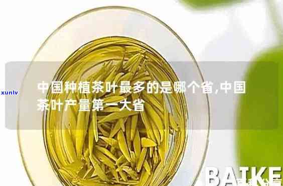 全国哪种茶叶量更大-全国哪种茶叶量更大喝