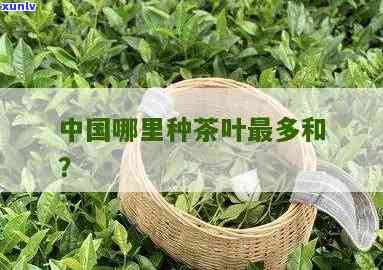 全国哪种茶叶量更大-全国哪种茶叶量更大喝