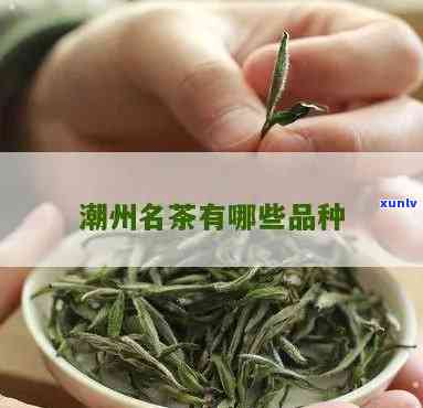 潮州茶叶有哪些知名品种？探索特色名茶及其