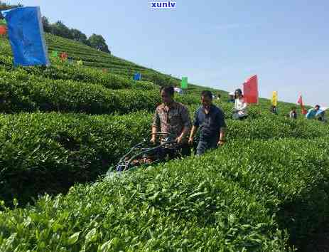 更大的茶叶树有多大图片，揭秘世界之最：更大茶叶树的壮观照片！