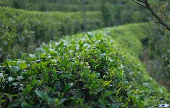 更大的茶叶树有多大-更大的茶叶树有多大图片