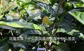 凤凰种茶属于什么香型，探究凤凰种茶的香气类型：它属于哪种香型？