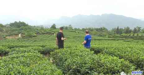 茶叶批发的进货渠道-茶叶批发的进货渠道更便宜的地方