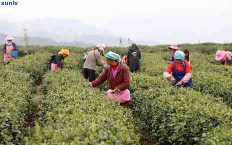 贵州六盘水茶叶产地有哪些，探索贵州六盘水茶叶的产地，品尝独特的茶香味道