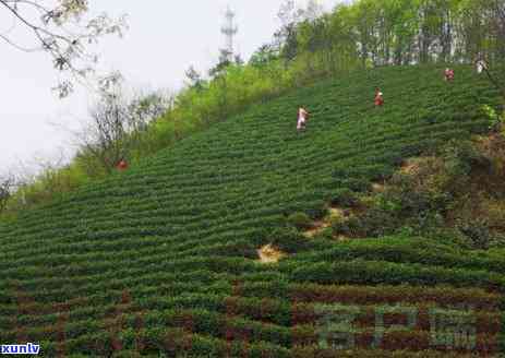 豫信茶叶的茶叶基地在哪，揭秘豫信茶叶的优质茶园——探寻其茶叶基地所在地