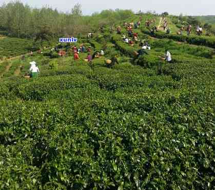 豫信茶叶的茶叶基地-豫信茶叶的茶叶基地是哪里